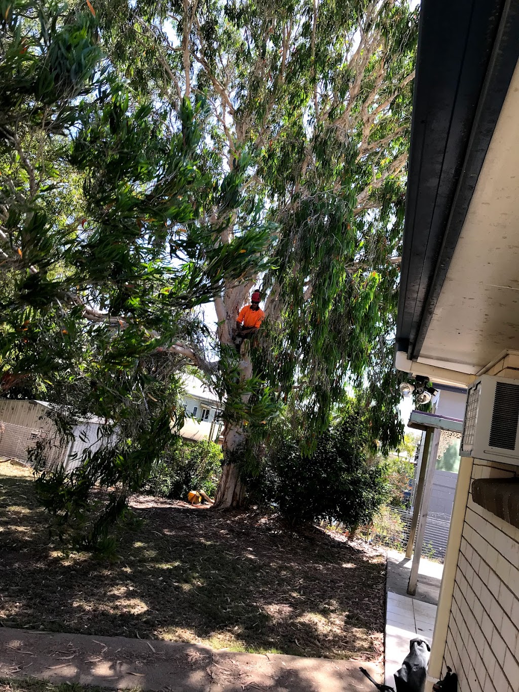 CALL 2 CUT TREE SOLUTIONS - Tree Service Gladstone, Tree Removal | 48957 Bruce Hwy, Benaraby QLD 4680, Australia | Phone: 0497 215 664