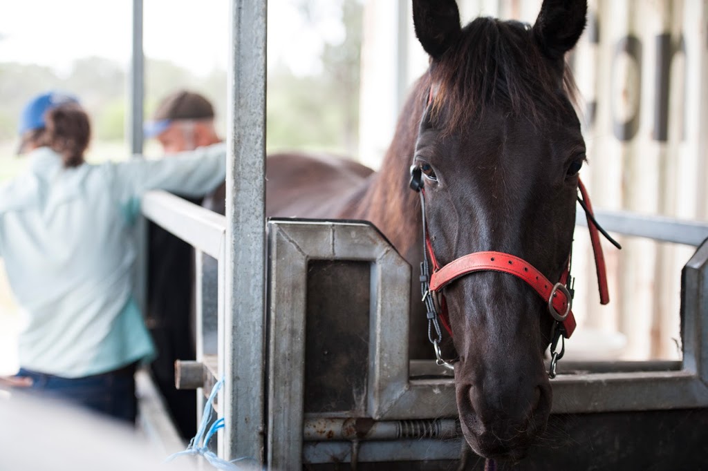 Geo Vet | 89 Bussell Hwy, West Busselton WA 6280, Australia | Phone: (08) 9754 4422