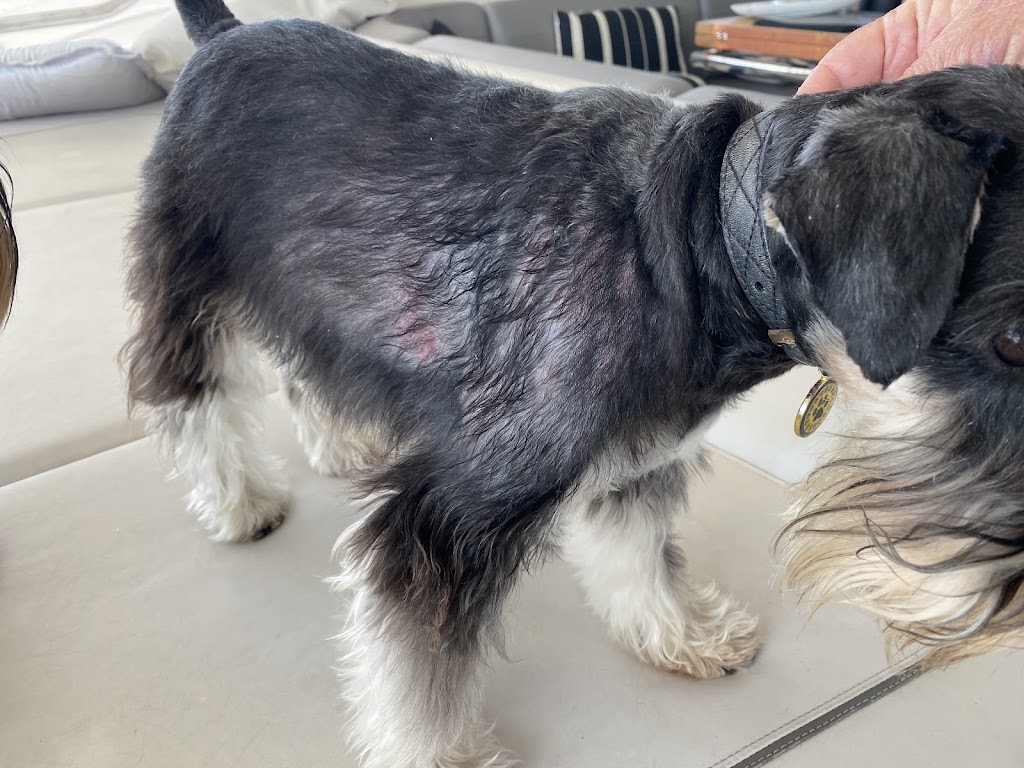 Animal Dermatology Specialist – Gold Coast South (Carrara) | Veterinary Specialist Services - Carrara, 104 Eastlake St, Carrara QLD 4211, Australia | Phone: 0402 237 237