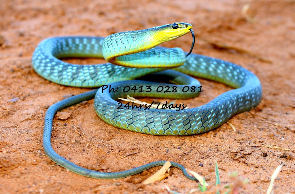 Snake Catchers Brisbane | home goods store | 73 Dove Tree Cres, Sinnamon Park QLD 4073, Australia | 0413028081 OR +61 413 028 081