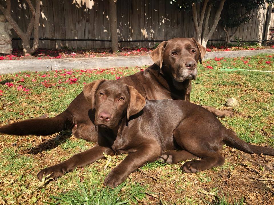 Elgar Road Veterinary Hospital | 590 Elgar Rd, Box Hill North VIC 3129, Australia | Phone: (03) 9899 9518