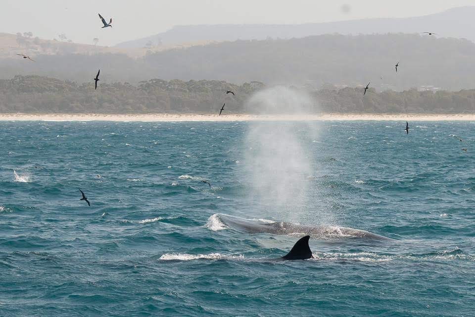 Merimbula Marina | Public Jetty, Market St, Merimbula NSW 2548, Australia | Phone: (02) 6495 1686