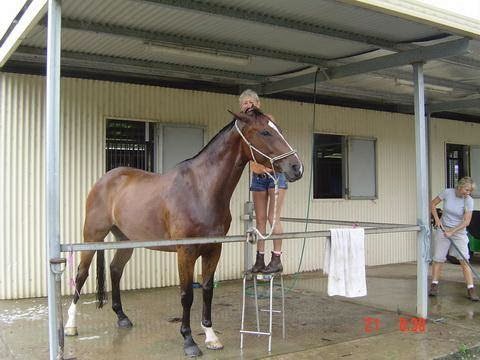 Merrypark Equestrian Centre | 670 Bunya Rd, Eumundi QLD 4562, Australia | Phone: 0417 544 184