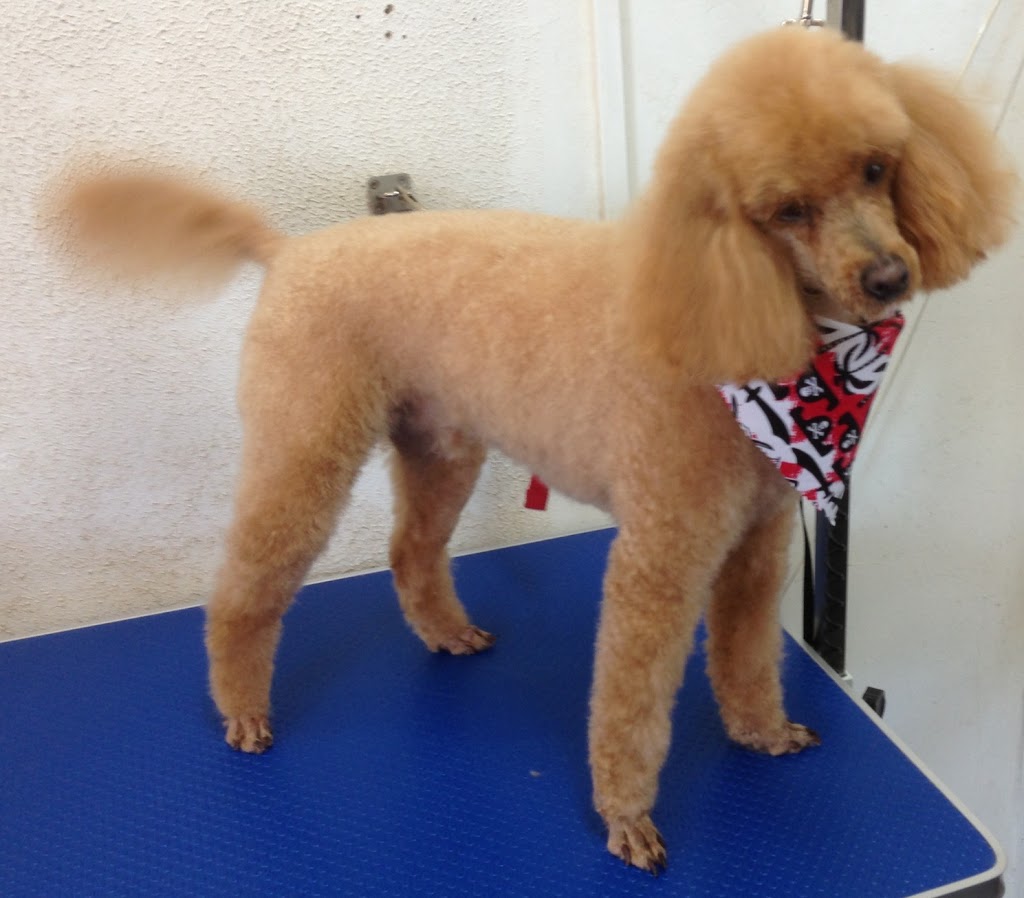 Seymour Dog Grooming | 5 Edward St, Seymour VIC 3660, Australia | Phone: 0407 388 103