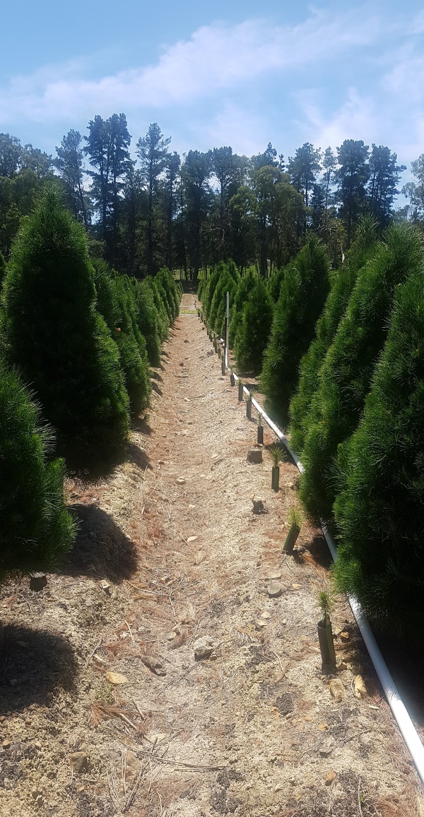 Dandenong Christmas Tree Farm | 336 Brown Rd, Officer VIC 3809, Australia | Phone: 1300 655 652