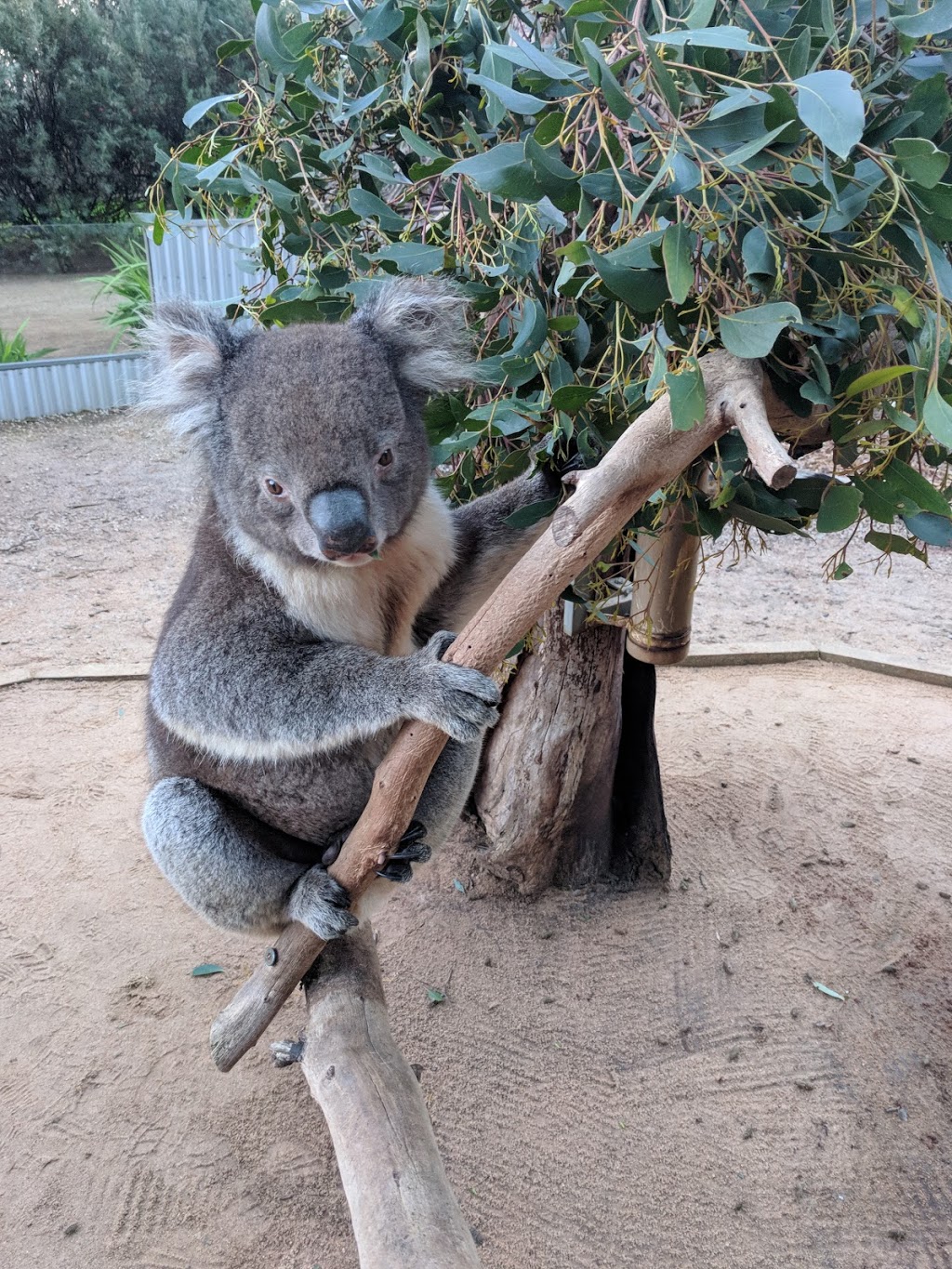Kangaroo Island Wildlife Park | zoo | 4068 Playford Hwy, Duncan SA 5223, Australia | 0885596050 OR +61 8 8559 6050