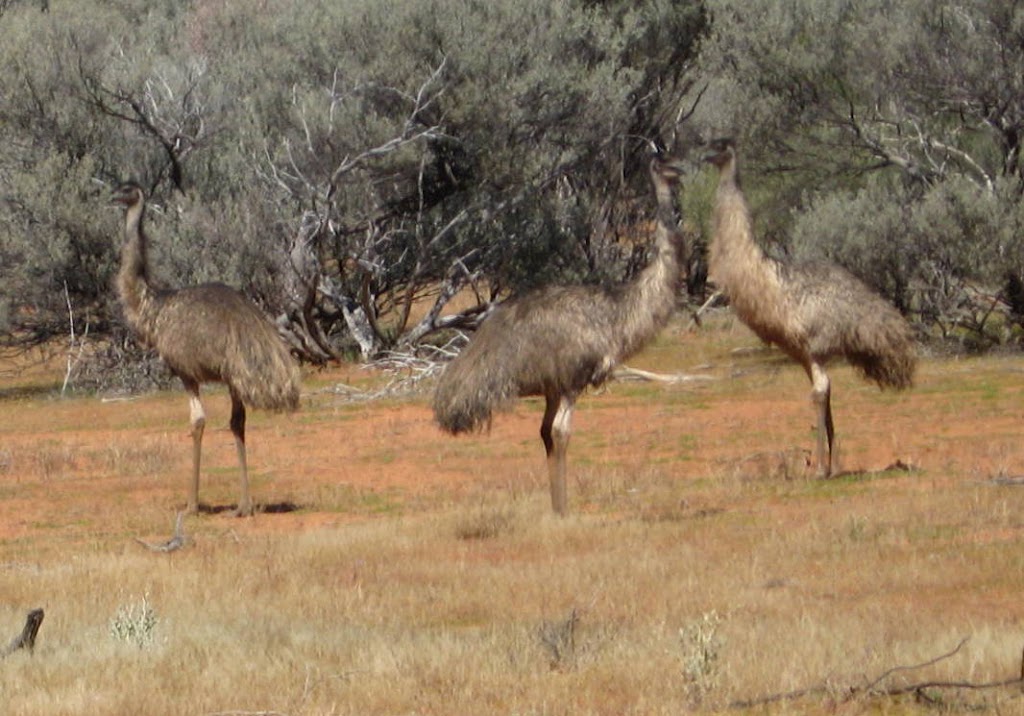 Gabyon Station Stay | campground | Gabyon Tardie Road, 1 Geraldton-Mt Magnet Rd, Yalgoo WA 6635, Australia | 0899637993 OR +61 8 9963 7993