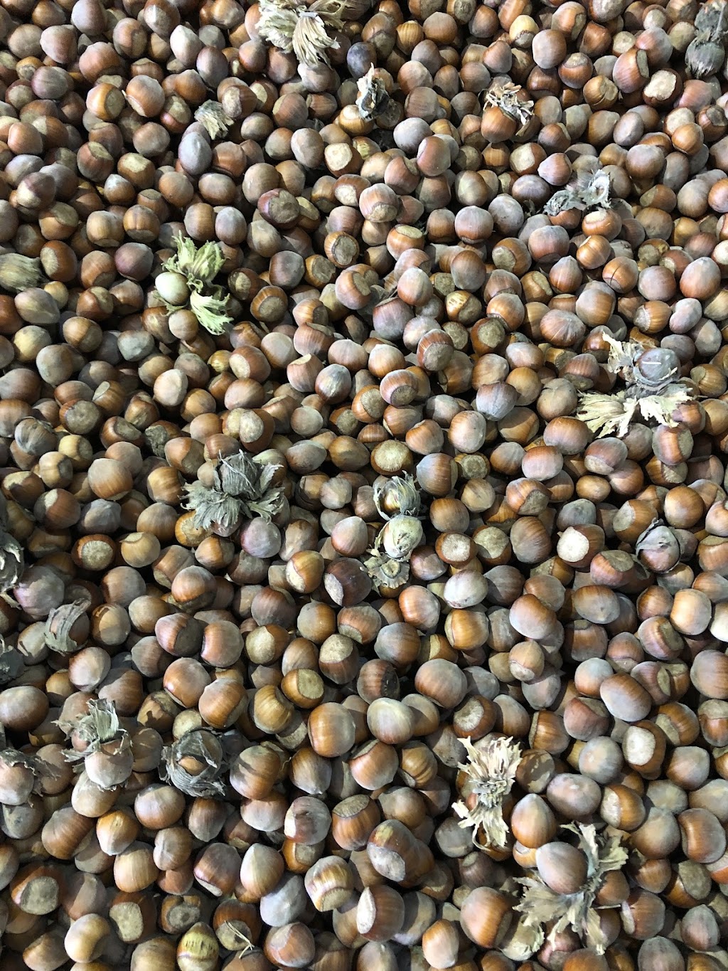 Rainbow Creek Nuts | 72 Weir Rd, Cowwarr VIC 3857, Australia | Phone: 0458 220 122