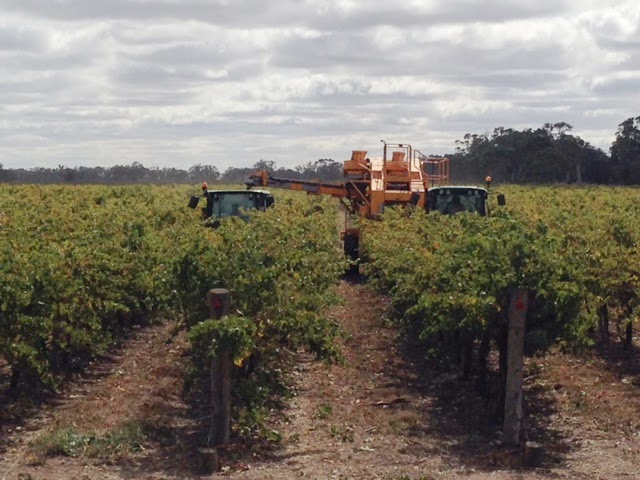 Treasury Wine Estates - Penfolds Vineyard Bordertown | Bordertown SA 5268, Australia | Phone: (08) 8765 5613