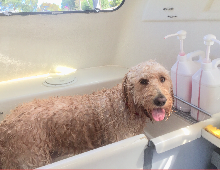 The Dogwash & Grooming Lake Munmorah | Anthony St, Lake Munmorah NSW 2259, Australia | Phone: 0456 749 470