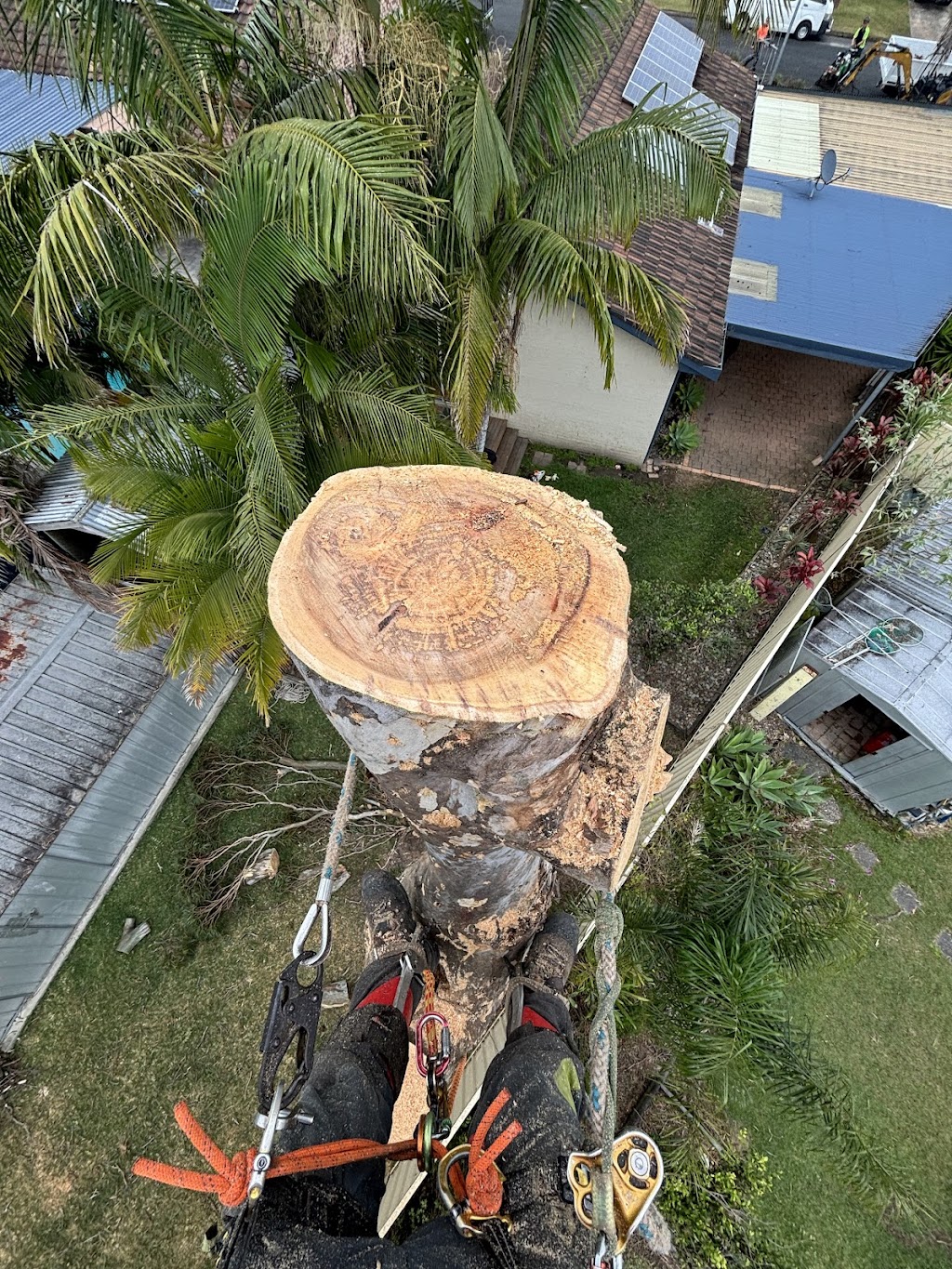 Espie Arb Tree Services | 286 Ocean Dr, Lakewood NSW 2443, Australia | Phone: 0423 329 111