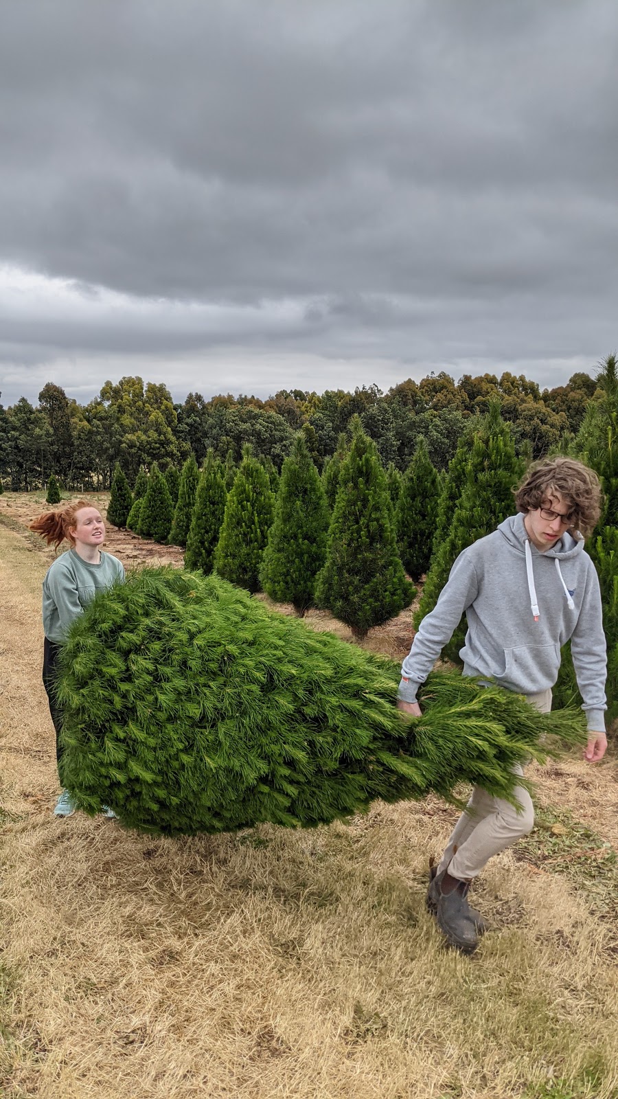 Daylesford Christmas Tree Farm | 197 Coopers Ln, Daylesford VIC 3461, Australia | Phone: 0418 509 776