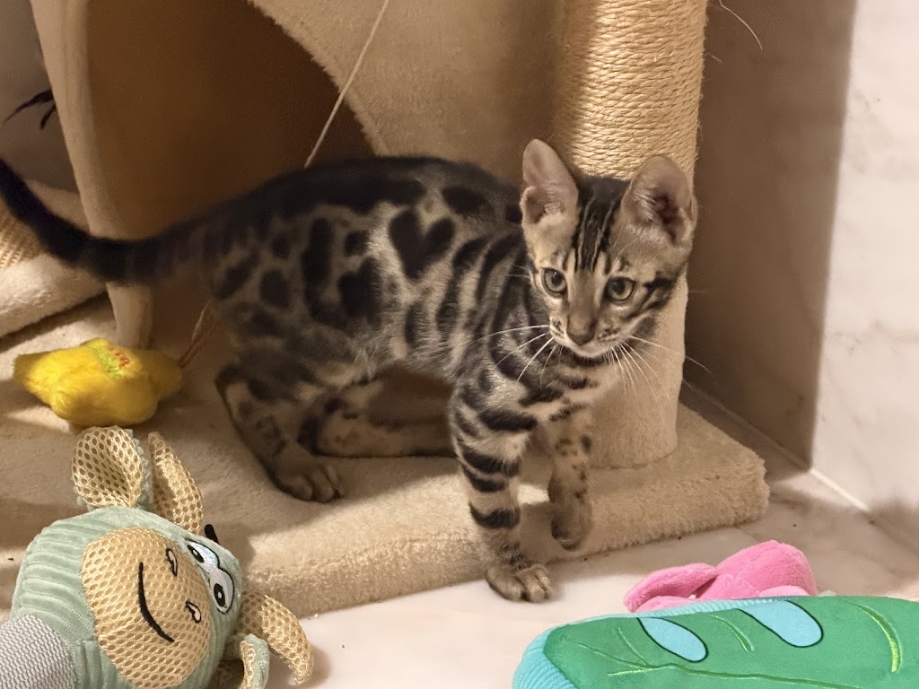 Lecruz Bengals: Registered Breeder In Australia | Minto Rd, Minto NSW 2566, Australia | Phone: 0481 200 229