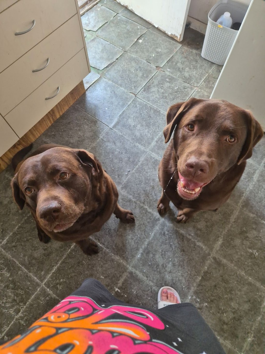 Sues Pet Transport | 8 Connaghan Ave, East Corrimal NSW 2518, Australia | Phone: 0456 813 583