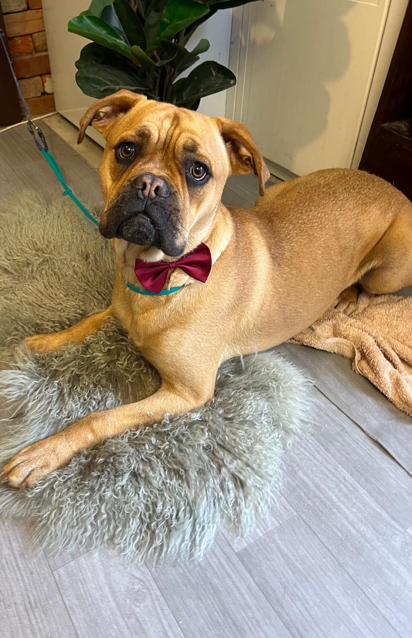 Halo Dog Grooming | Garfield Rd, Glenorchy TAS 7010, Australia | Phone: 0438 433 858