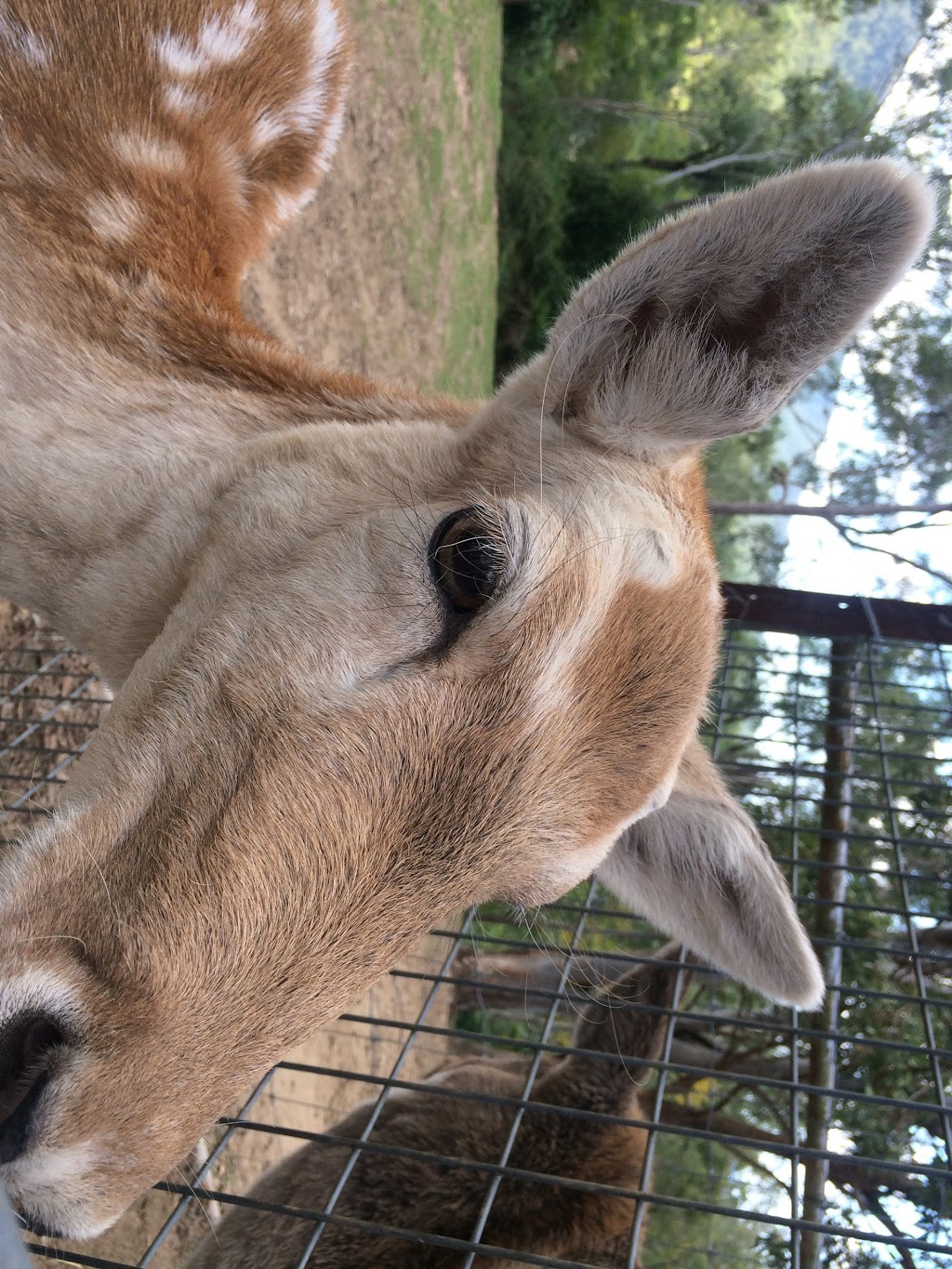 Deer Sanctuary | 6 Lyell Ct, Mount Samson QLD 4520, Australia | Phone: 0411 485 156