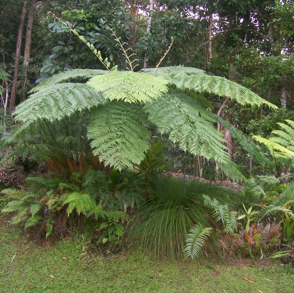 Fees Fernhouse - Tree Ferns, Hanging Ferns & Allies | 89-91 Dempsey St, Gordonvale QLD 4865, Australia | Phone: 0438 561 878