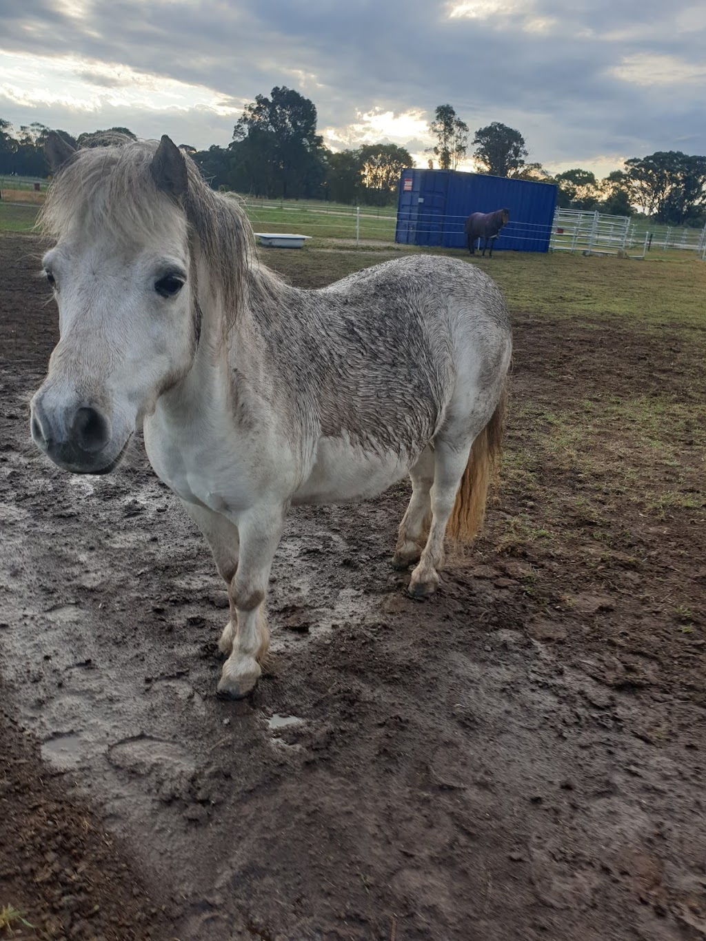 JW Equestrian | 109 Ryans Access Rd, Barnawartha VIC 3688, Australia | Phone: 0418 415 159