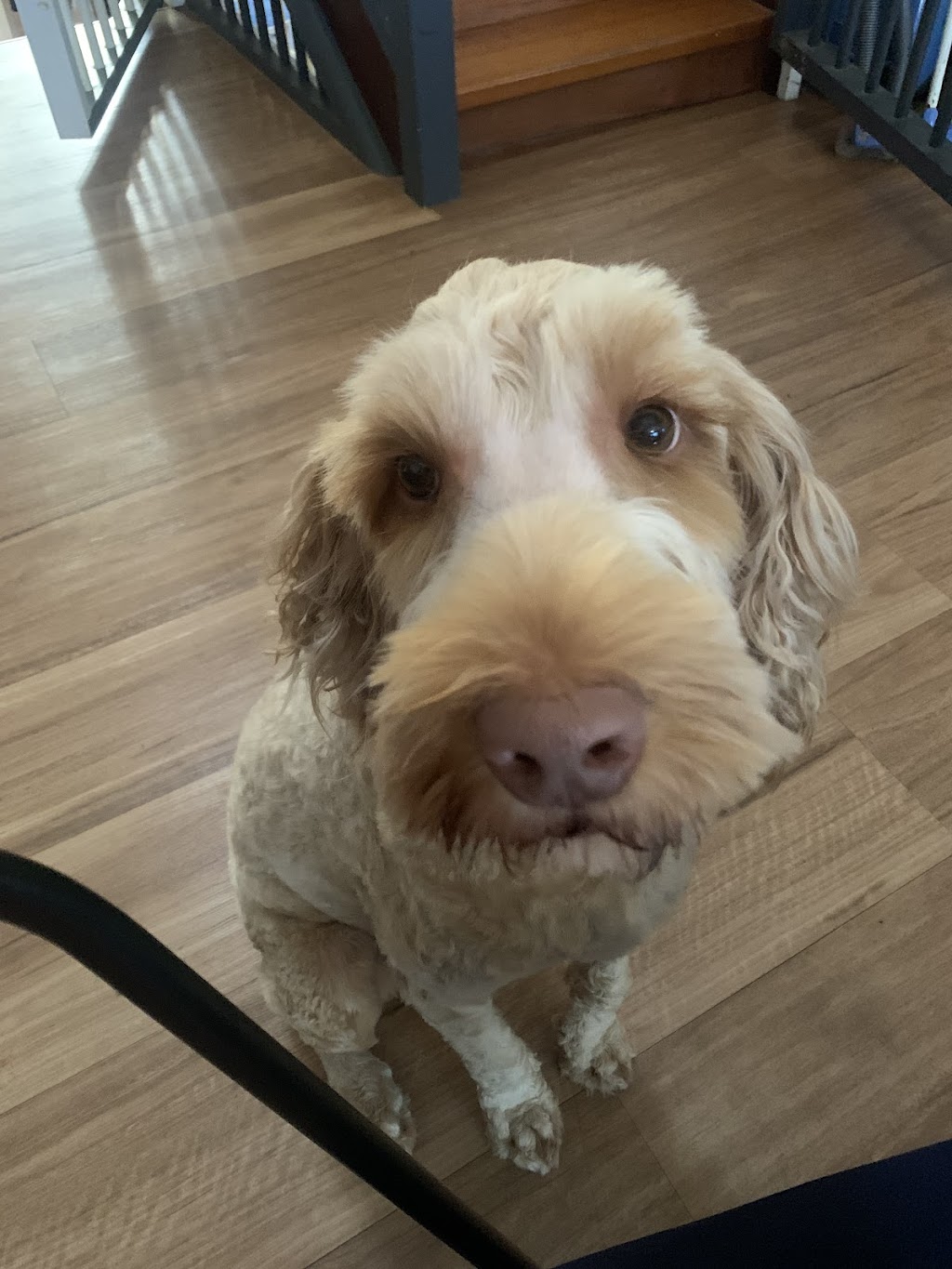 Fab Fur Dog Grooming | Candy Creek Rd, Guanaba QLD 4210, Australia | Phone: 0420 859 751