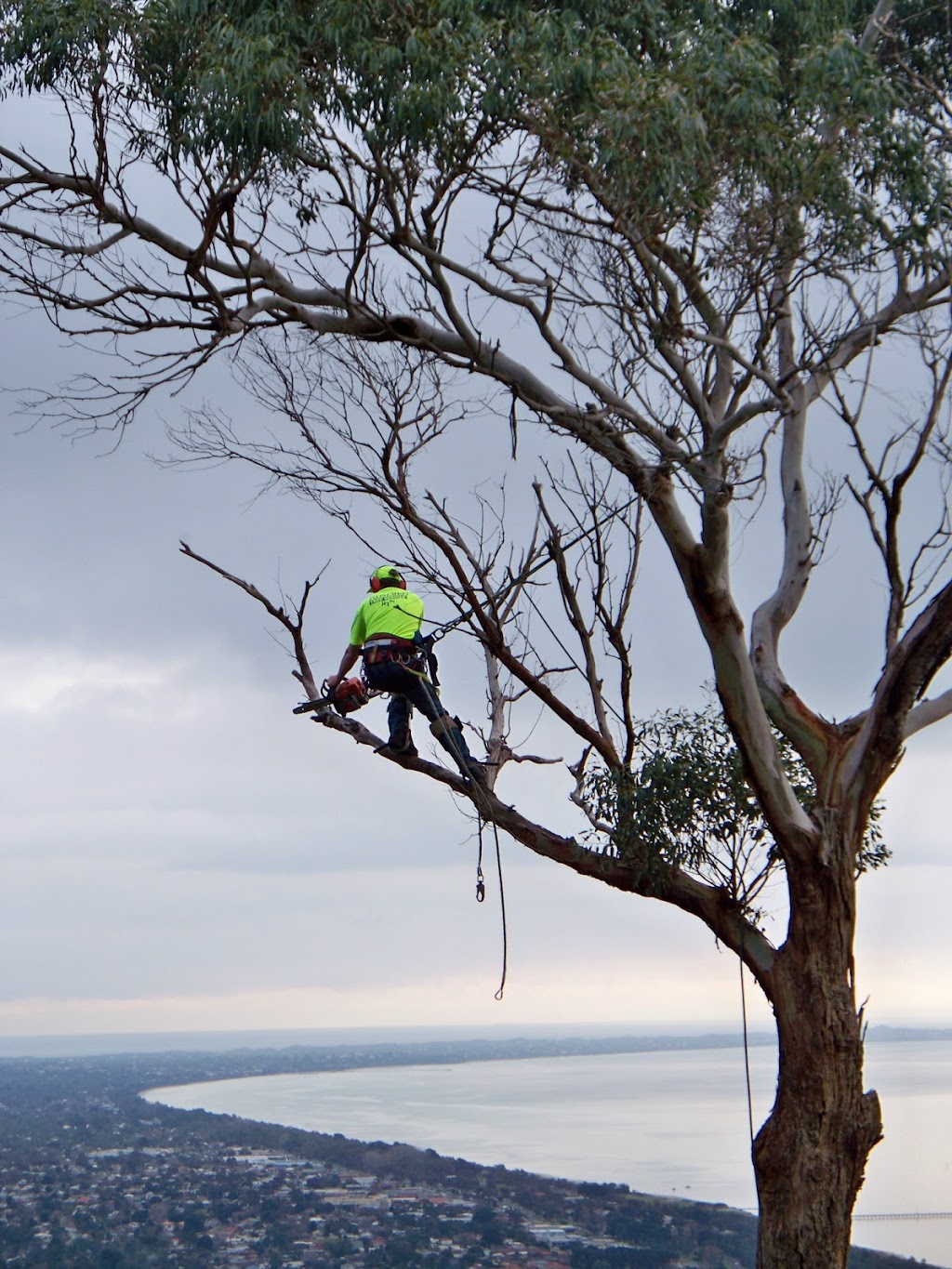 Rosebud Tree Service | 495 Waterfall Gully Rd, Rosebud VIC 3939, Australia | Phone: 0404 612 739