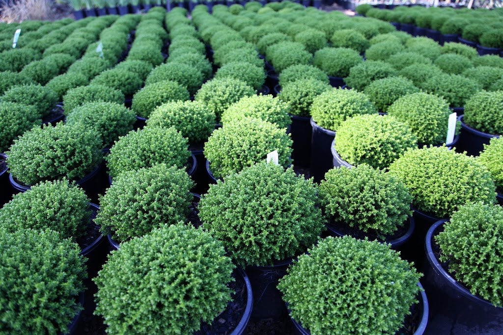 Arboretum Farm | 136 Evans Rd, Nathalia VIC 3638, Australia | Phone: 0428 741 634