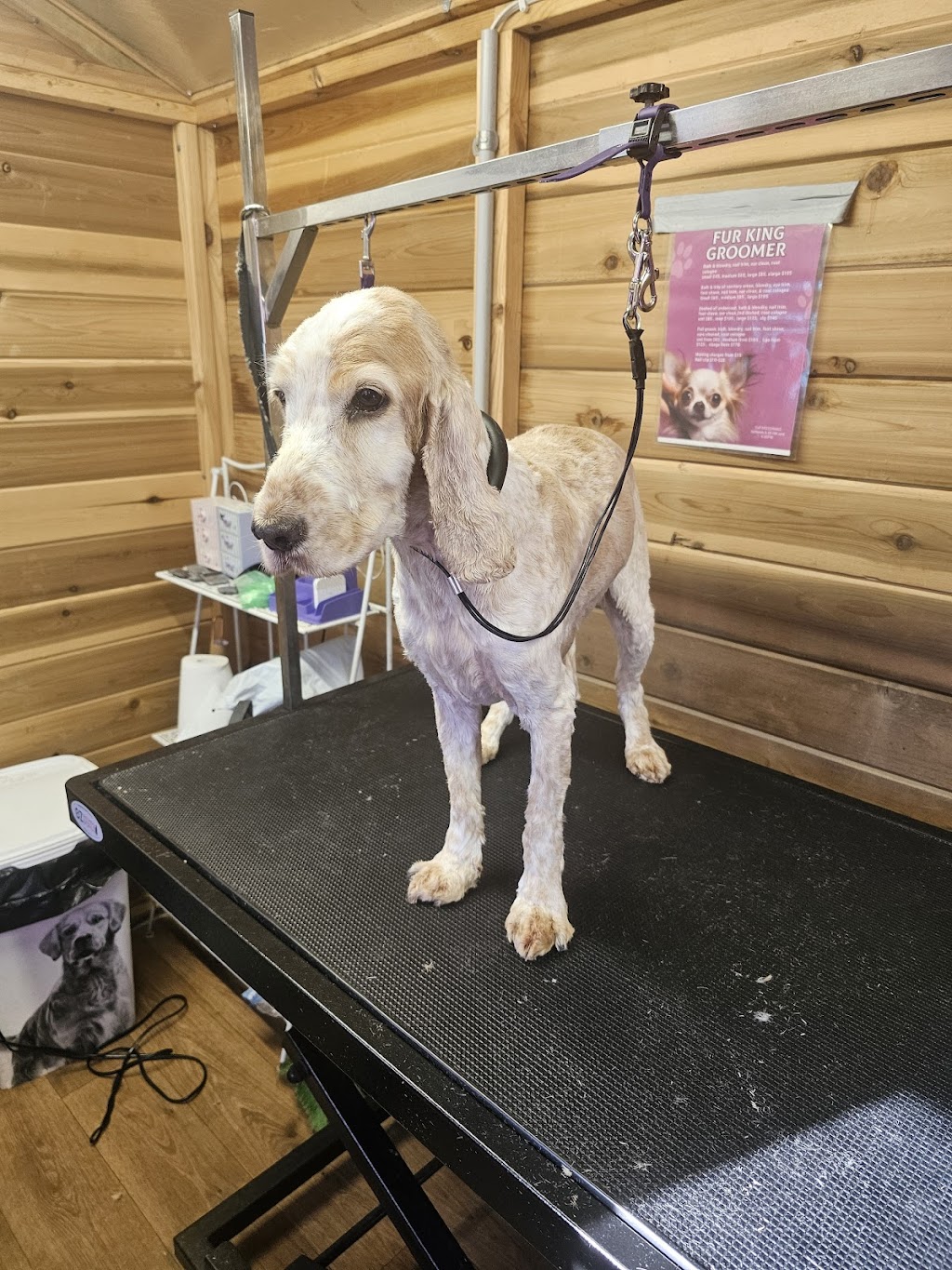 Fur King Groomer | Unit 1/90 Mount Hall Rd, Raymond Terrace NSW 2324, Australia | Phone: 0422 296 663