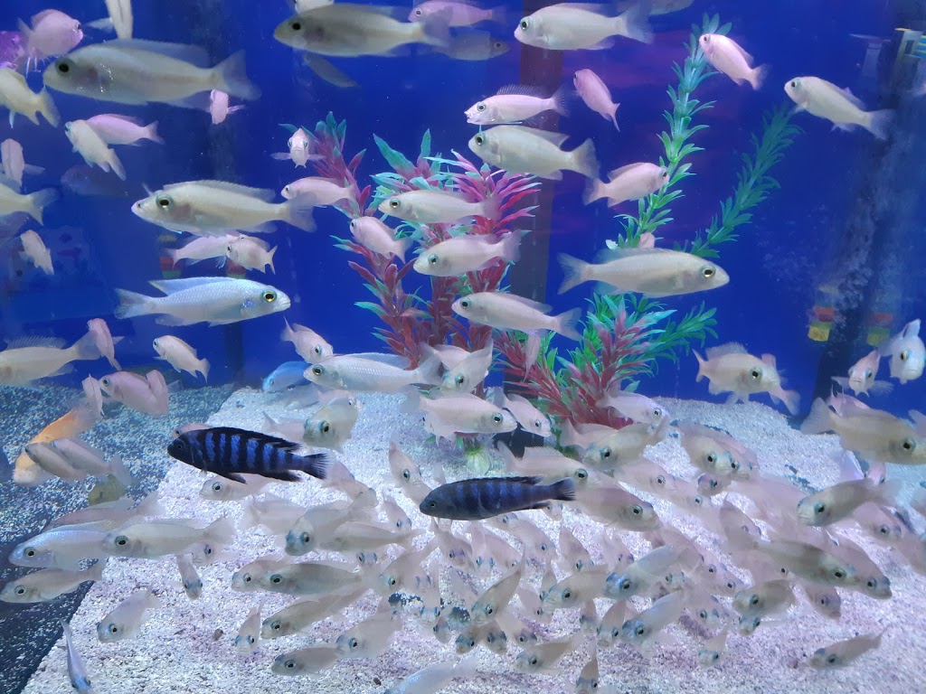 Smiths Aquarium | 2421 Sandgate Rd, Boondall QLD 4034, Australia | Phone: (07) 3865 1133