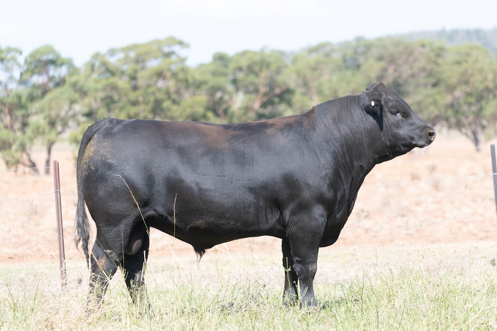 HY Angus | 568 Avonside Rd, Dunedoo NSW 2844, Australia | Phone: 0490 067 968