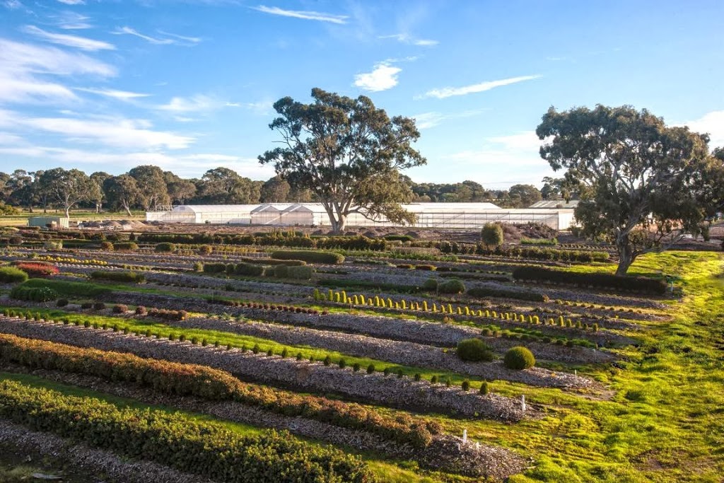 Mansfield Propagation Nursery | 150 Taylors Rd, Skye VIC 3977, Australia | Phone: (03) 9782 2404