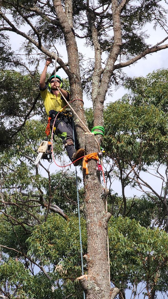 DC TREE CARE | Far Meadow NSW 2535, Australia | Phone: 0423 903 946