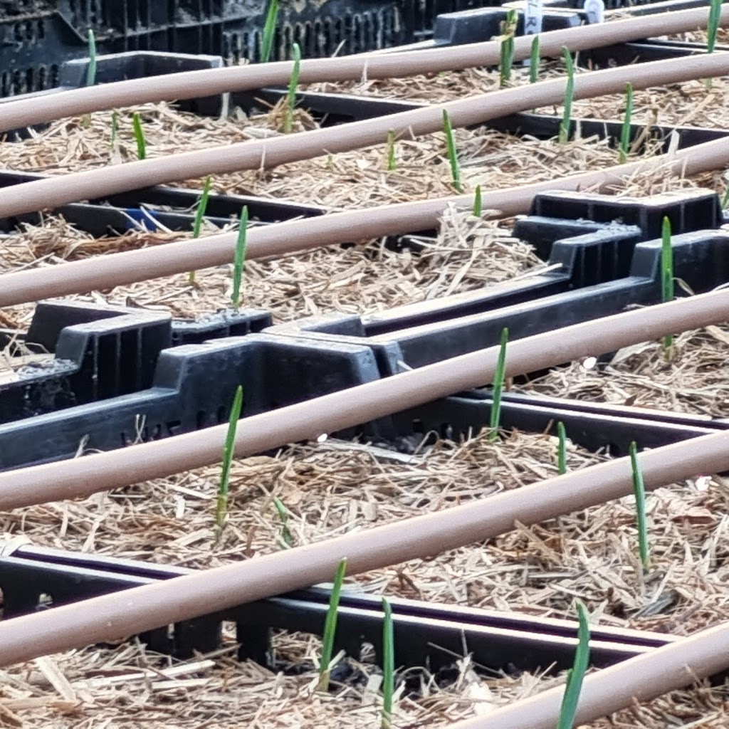 Hoddles Creek Garlic | 485 Lusatia Park Rd, Hoddles Creek VIC 3139, Australia | Phone: 0428 547 161