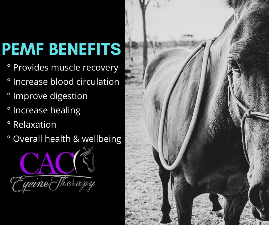 CAC Equine Therapy | 154 Walshs Rd, Nebo QLD 4742, Australia | Phone: 0447 667 066