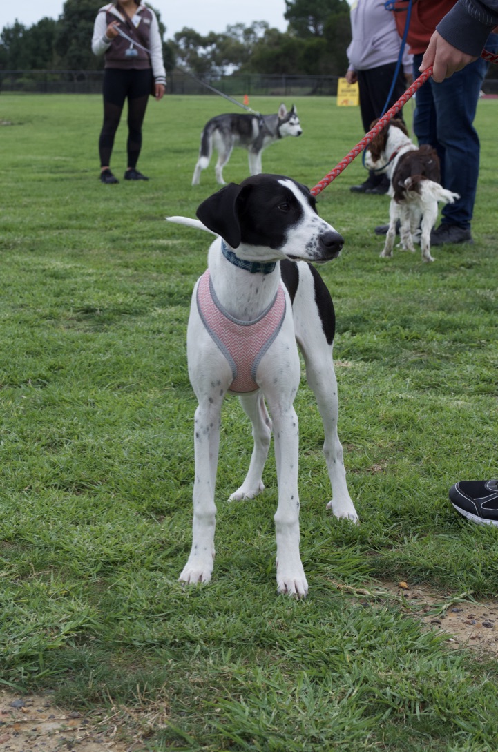 Frankston Dog Obedience Club | 12 McClelland Dr, Langwarrin VIC 3910, Australia | Phone: 0438 309 154