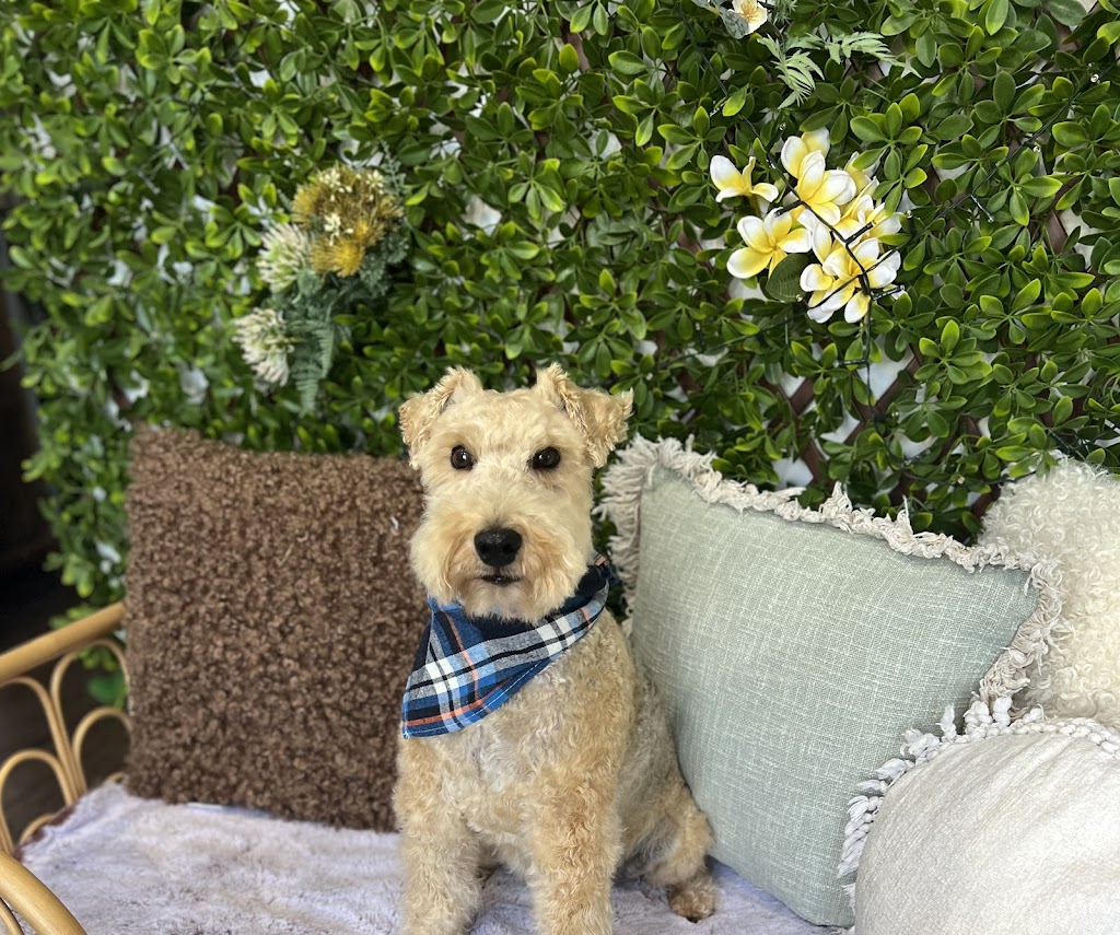 Furry Friendz - Personalised Dog Grooming | 14 Sycamore St, Redland Bay QLD 4165, Australia | Phone: 0459 129 289