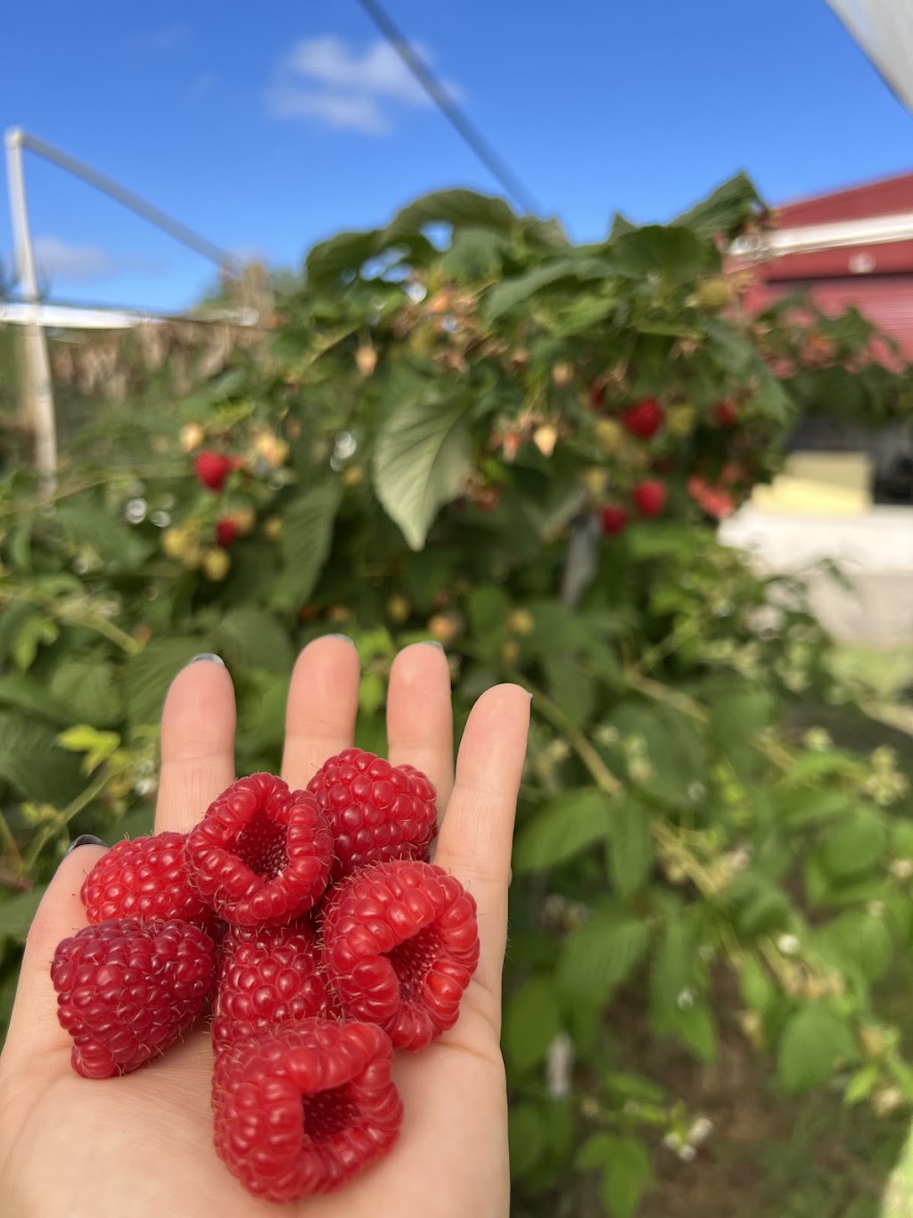 Hay Hay Berries | 165 Graham Rd, Wandin East VIC 3139, Australia | Phone: 0425 709 019