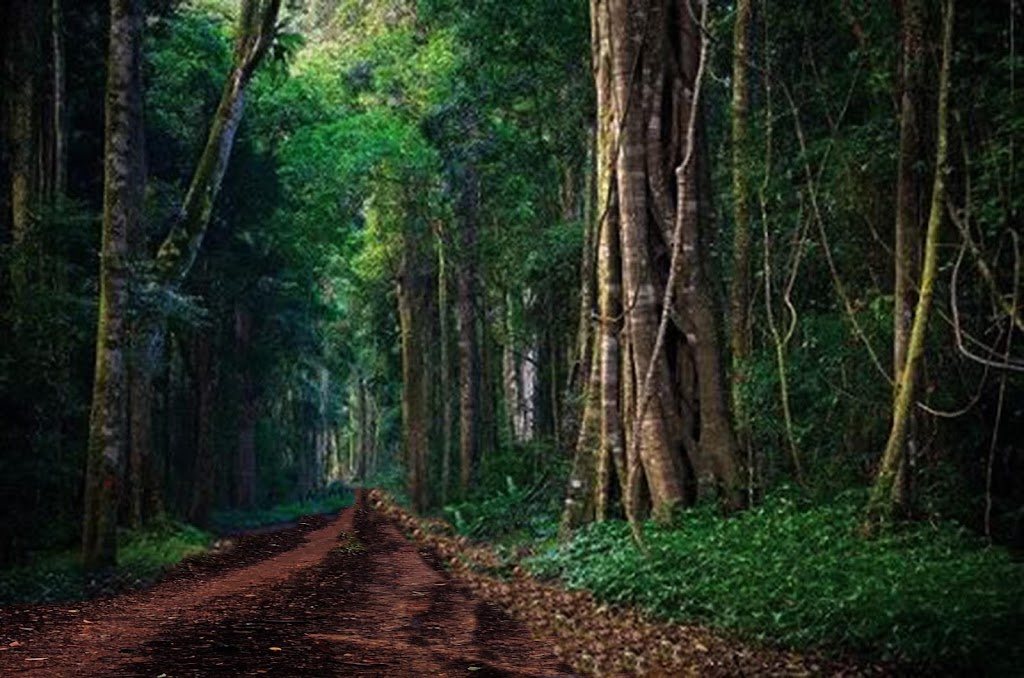 Treehouse in The Pocket | 333 Skyline Rd, Middle Pocket NSW 2483, Australia | Phone: 0415 949 636