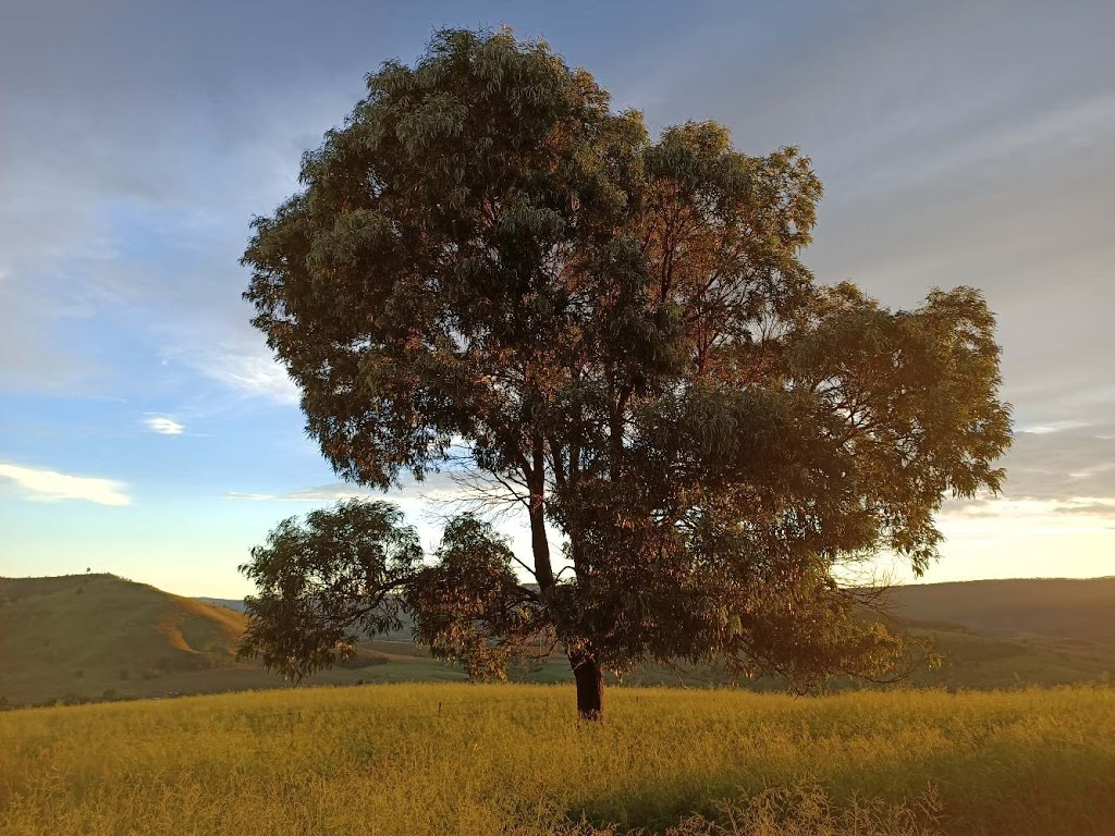 Echoes IN the Valley Accomodation Lockyer Valley | 697 Ingoldsby Rd, Ingoldsby QLD 4343, Australia | Phone: 0426 815 472