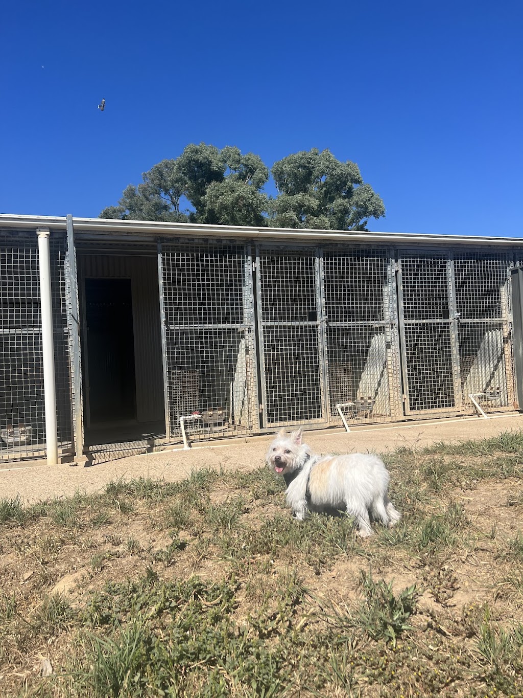 Hilltop Pups Dog Boarding | 2483 Freemantle Rd, Killongbutta NSW 2795, Australia | Phone: 0438 274 491