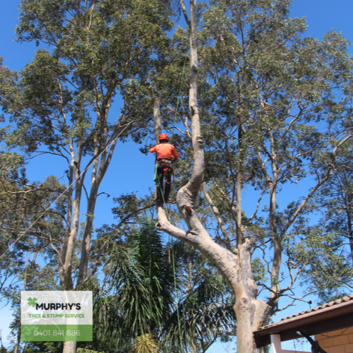 Murphy’s Tree & Stump Service Pty Ltd |  | 8A Hepburn Cl, Rutherford NSW 2320, Australia | 0401841886 OR +61 401 841 886