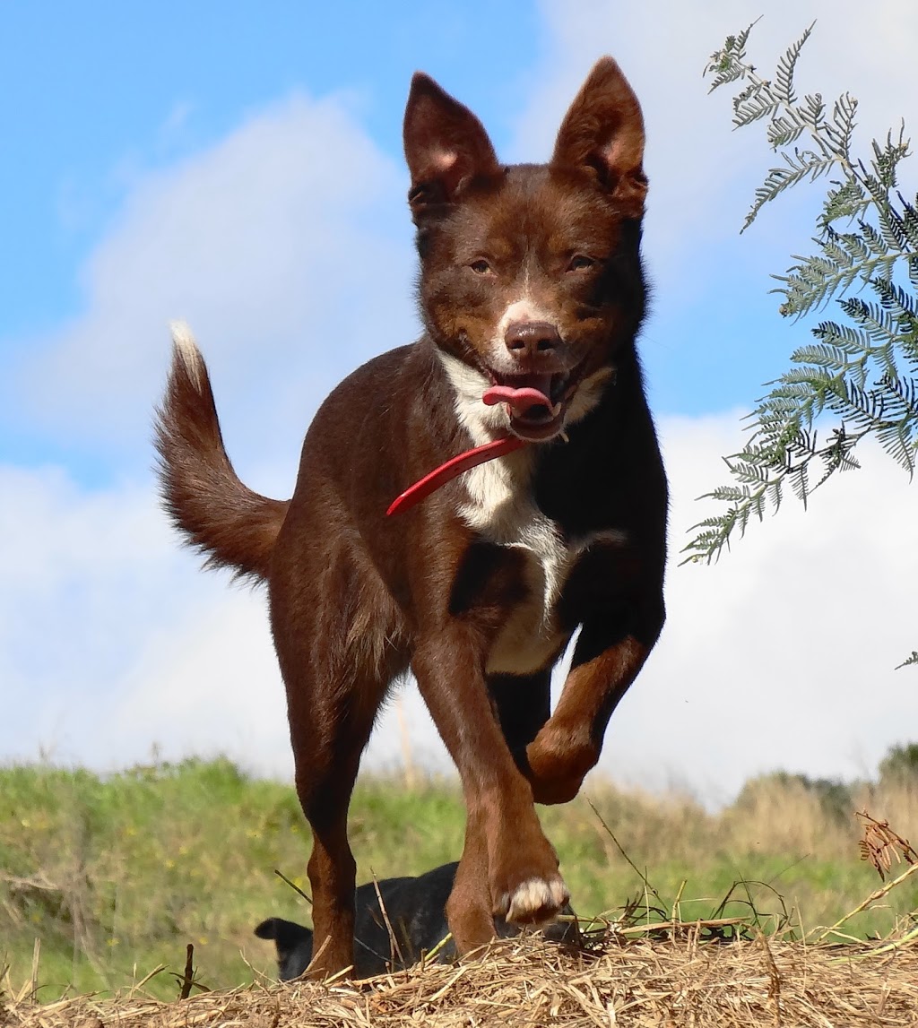 All4Paws Dog Training | 40 Macquarie St, Bolton Point NSW 2284, Australia | Phone: 0407 008 004