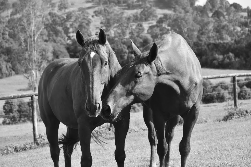 Horses and Humans Equestrian Centre | 92 Lockes Ln, Belli Park QLD 4562, Australia | Phone: (07) 5447 0450