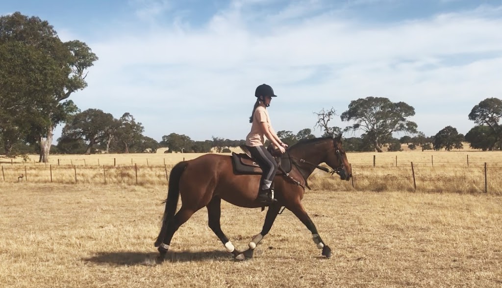 Wilderness Kelpies and Performance Horses | 1550 Casterton-Edenhope Rd, Wando Bridge VIC 3312, Australia | Phone: 0431 676 151