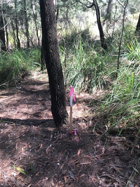 Gold Mine Ridge | 1 Volunteer Hill Rd, Lefroy TAS 7252, Australia | Phone: 0418 535 079