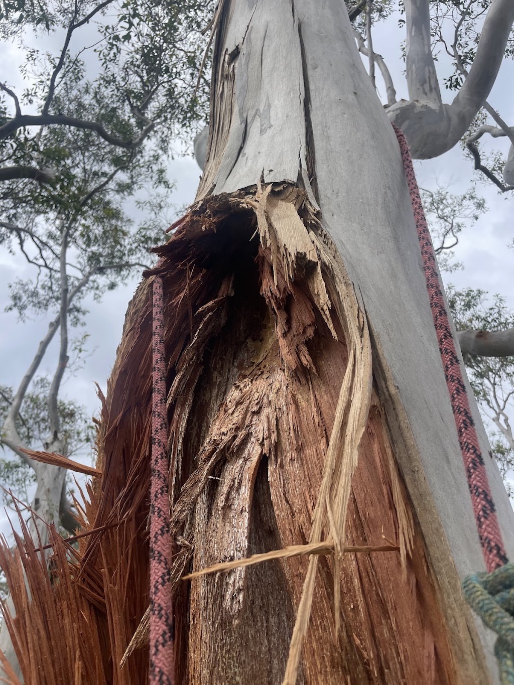Fast Call Tree Service | 21 Geraldine Ave, Baulkham Hills NSW 2153, Australia | Phone: 1800 800 206
