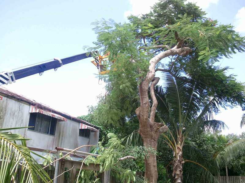 GDays Tree Care - Tree Removal Mackay |  | 182 Shoal Point Rd, Shoal Point QLD 4750, Australia | 0428424018 OR +61 428 424 018