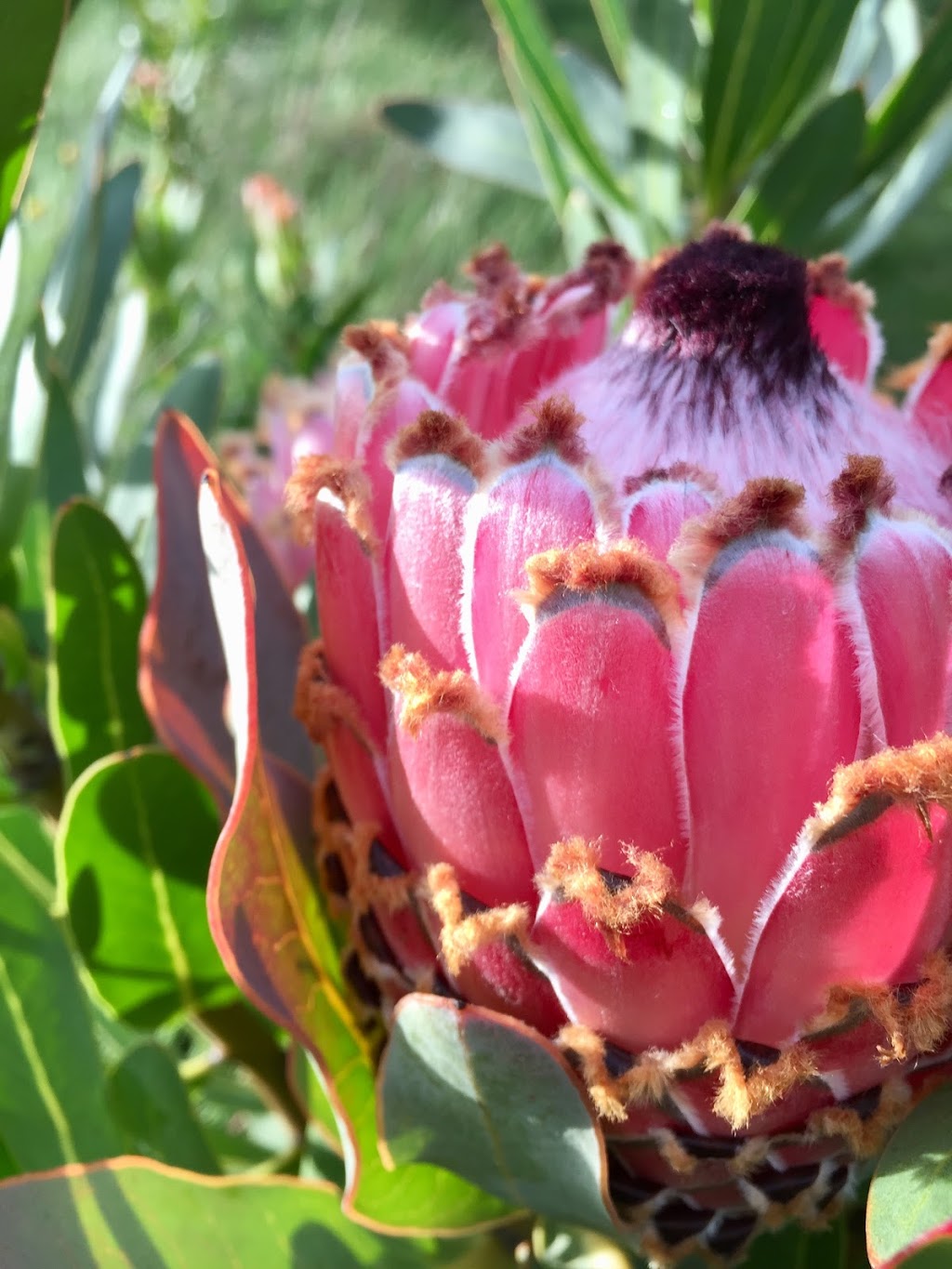 Yelverton Protea Farm | florist | 7211 Bussell Hwy, North Jindong WA 6280, Australia | 0410597541 OR +61 410 597 541