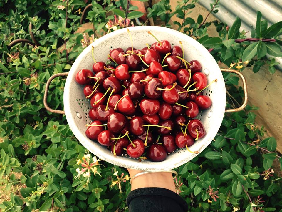 Eldorado Orchards Fresh Cherries | 1317 Wangaratta-Eldorado Rd, Londrigan VIC 3678, Australia | Phone: 0474 577 768