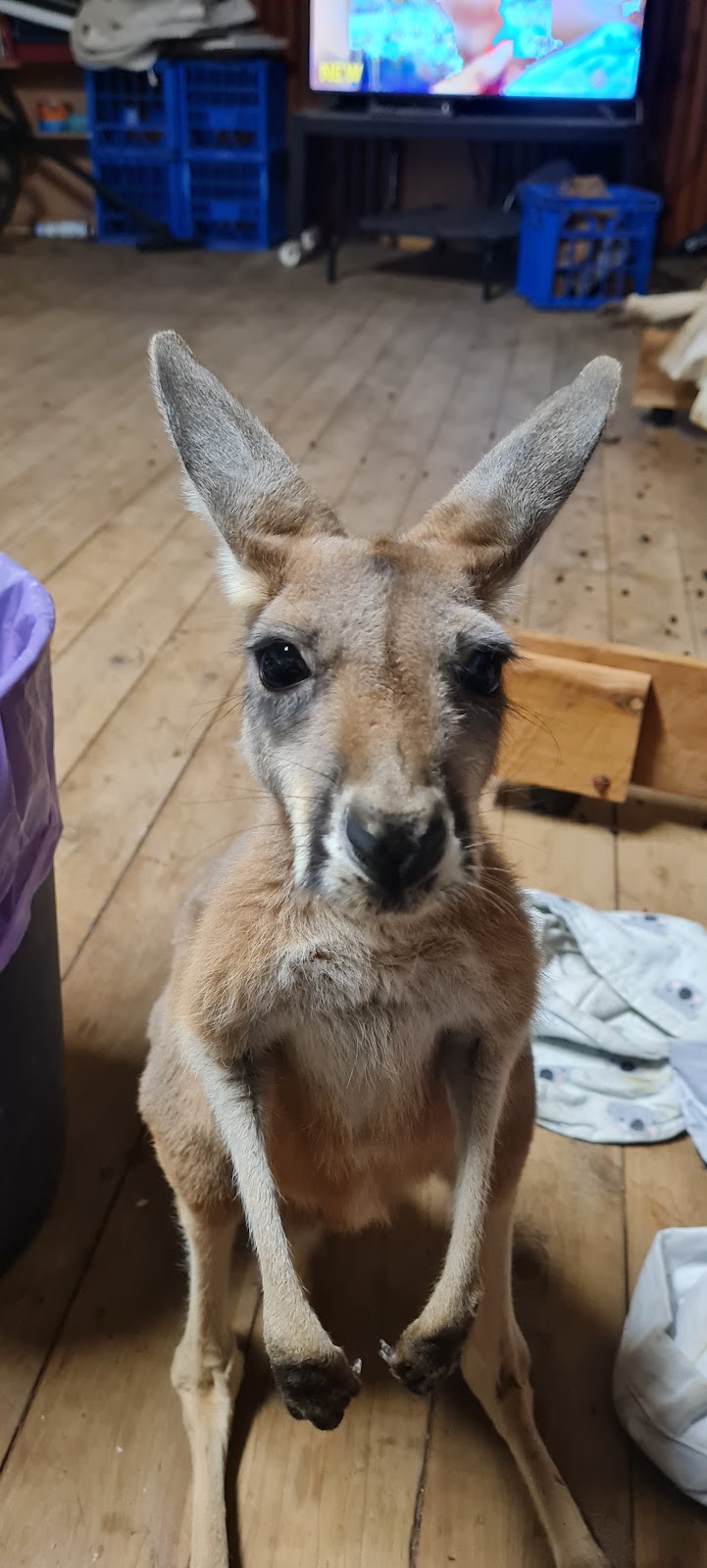 Warrego Wildlife Rescue Rehabilitation & Education Inc. | Redford Rd, Mungallala QLD 4467, Australia | Phone: 0475 095 577