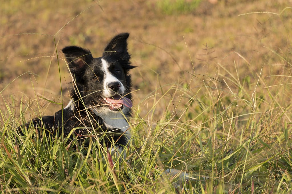 RSPCA NSW Blue Mountains Shelter | 121-125 Mort St, Katoomba NSW 2780, Australia | Phone: (02) 4782 2674