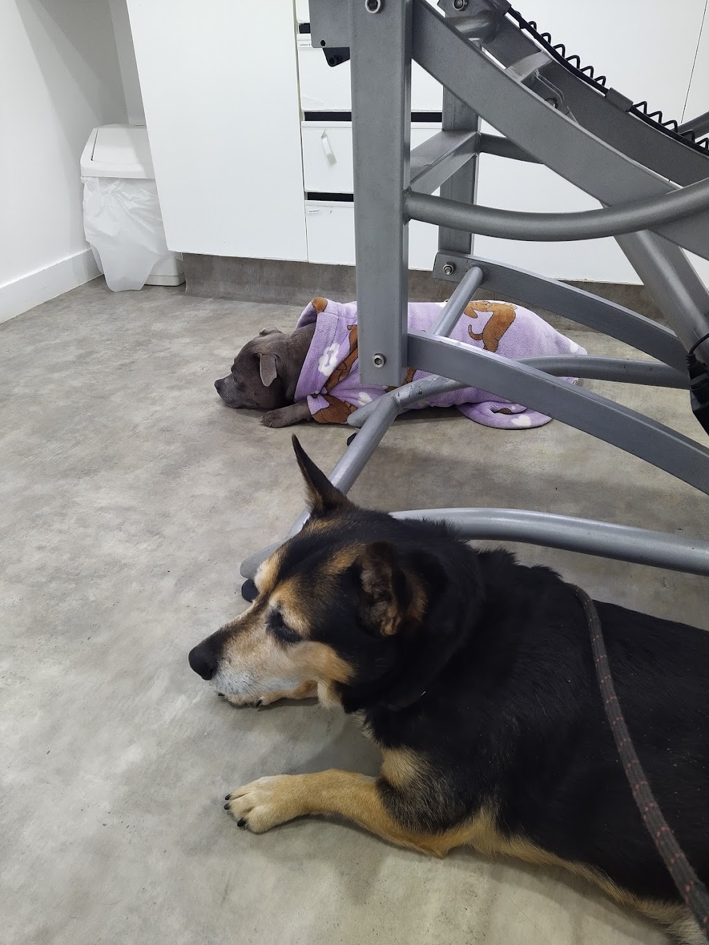 St Arnaud Veterinary Surgery | 14 Inglewood Rd, St Arnaud VIC 3478, Australia | Phone: (03) 5495 1244
